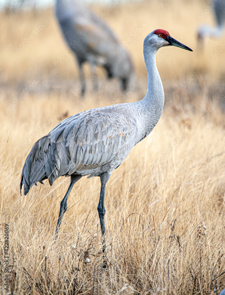 Sandhill Cranes and Snow Geese Goose Takeoff at Sunrise at Bosque del Apache Nature Preserve in New Mexico - bird flock behavior in courting and territoriality