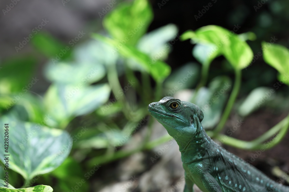Obraz premium Basiliscus plumifrons