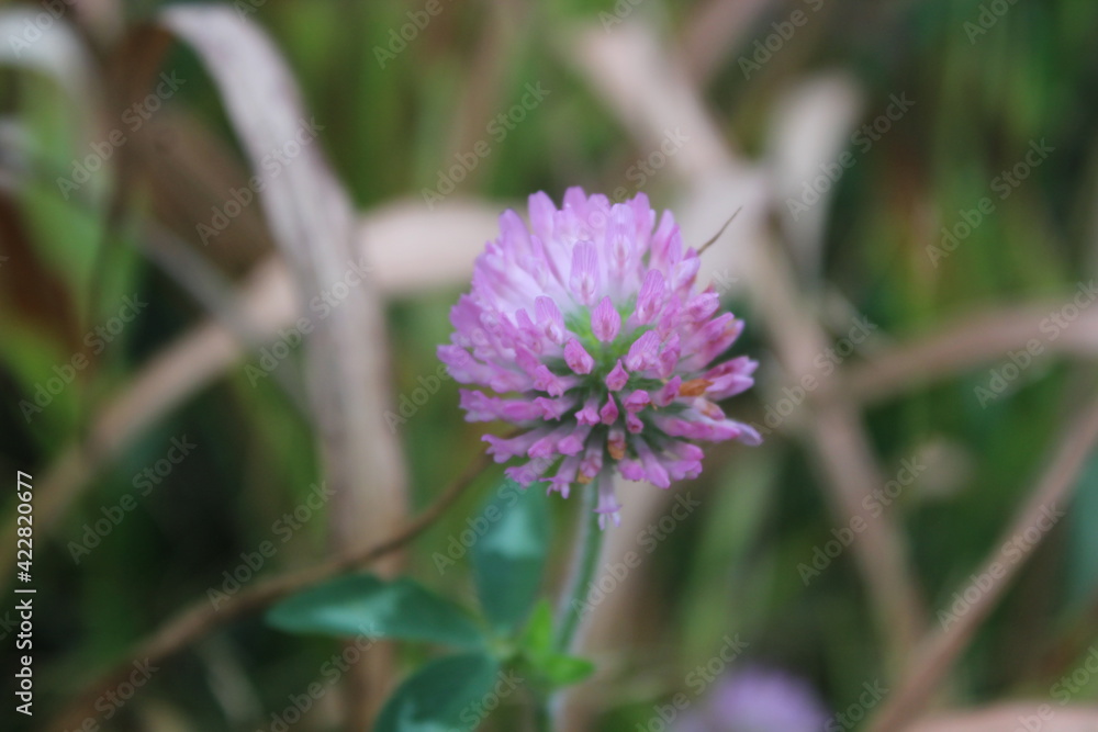 flower of a thistle flower of a thistle