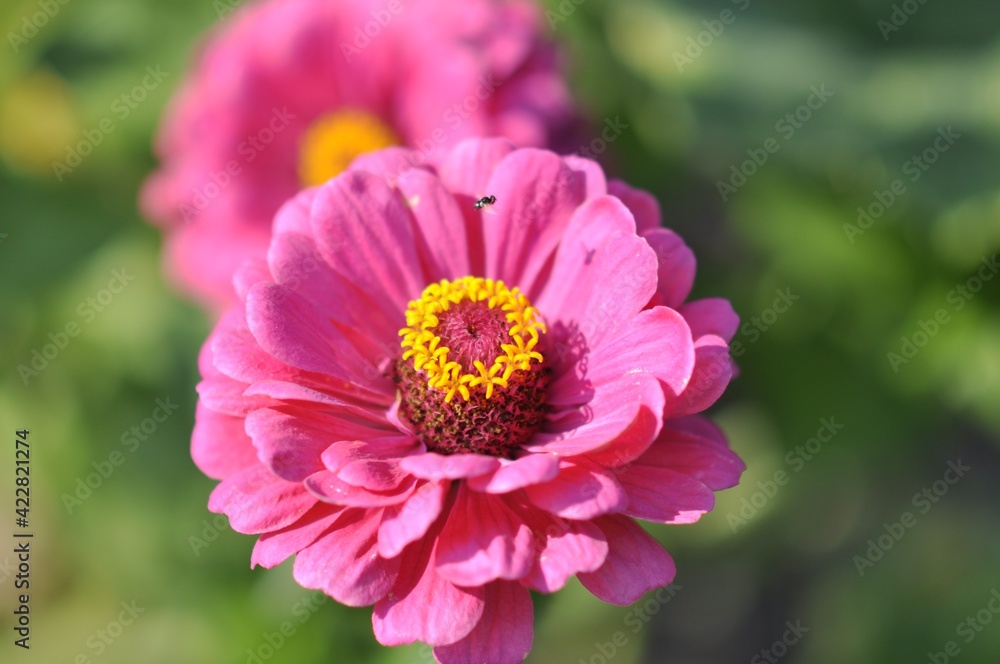 Zinnia flower, pink close-up. Outside in the garden. High quality photo