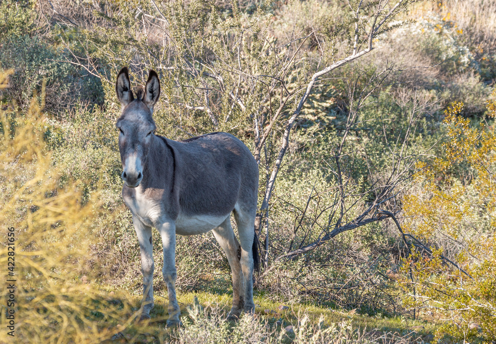 Wild Burro in the Arizona Desert Wild Burro in the Arizona Desert