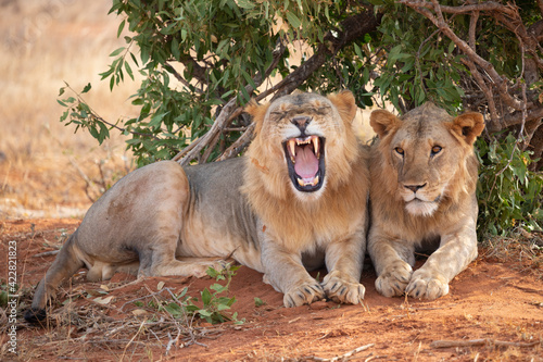 TSAVO EAST NATIONAL PARK, KENYA, AFRICA: Tsavo lions resting under the shade of a bush in the evening