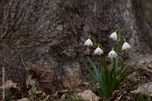 märzenbecher vor einem grossen Baum photo