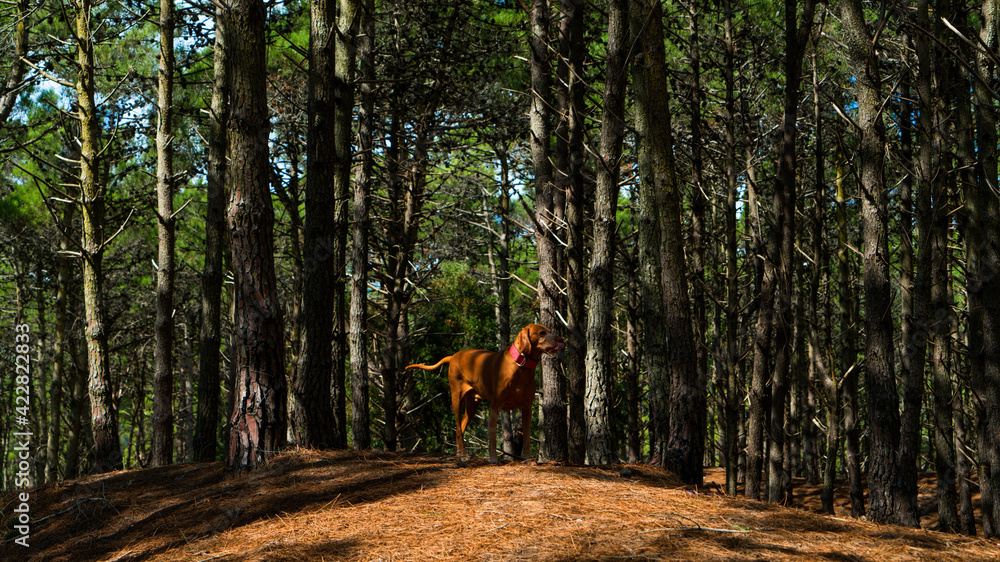 Dog in the forest. Perro en el bosque. Vizsla. Dog in the forest. Perro en el bosque. Vizsla.