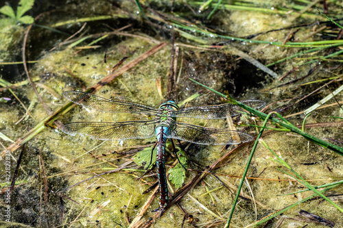 Blue emperor dragonfly laying eggs on a pond photo