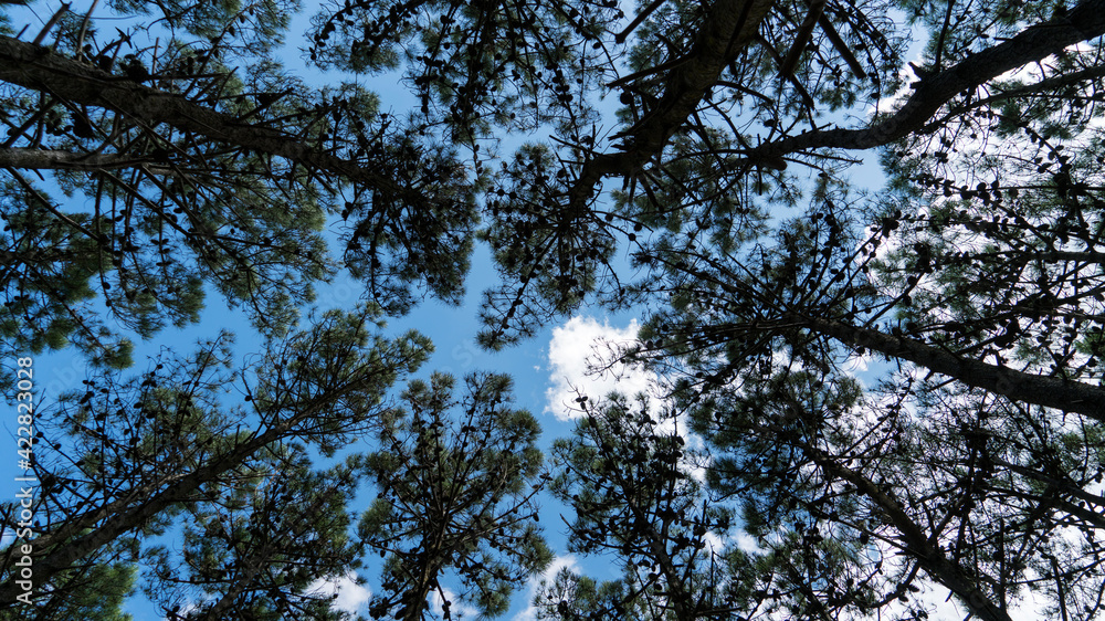 sky and tree. cielo. nubles. clouds. sky. trees. arbol. sky and tree. cielo. nubles. clouds. sky. trees. arbol.