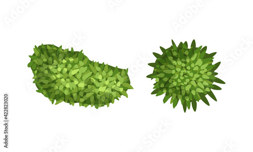Bush Growth as Landscape Elements Above View Vector Set