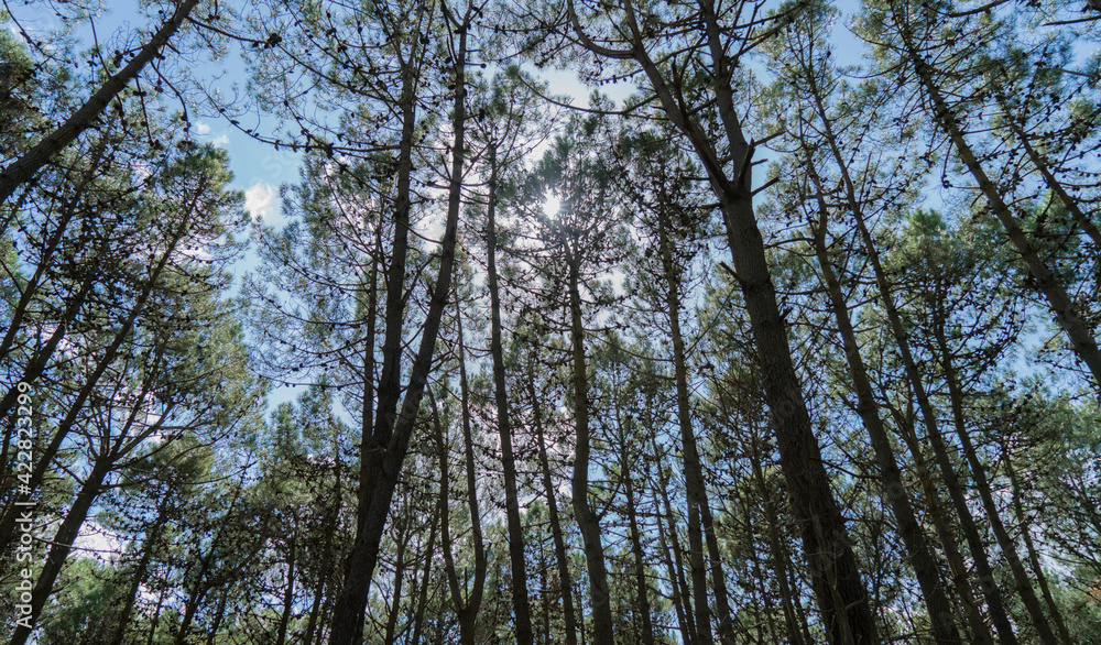 trees in the forest trees in the forest