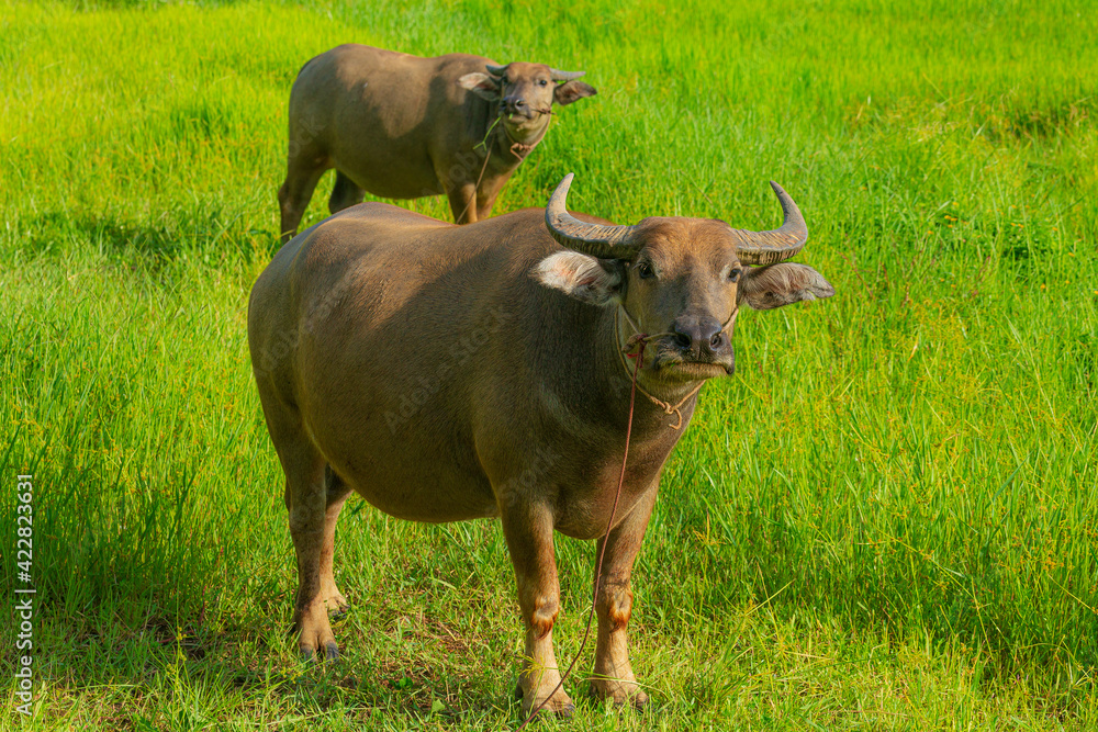Thai buffalo,buffaloes have been used since centuries by peasants in order to plough their rice fields. This photo took after harvested in The North of Thailand.