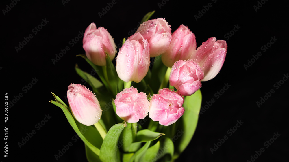 Obraz premium Bright pink white colorful tulips flowers blooming on dark background