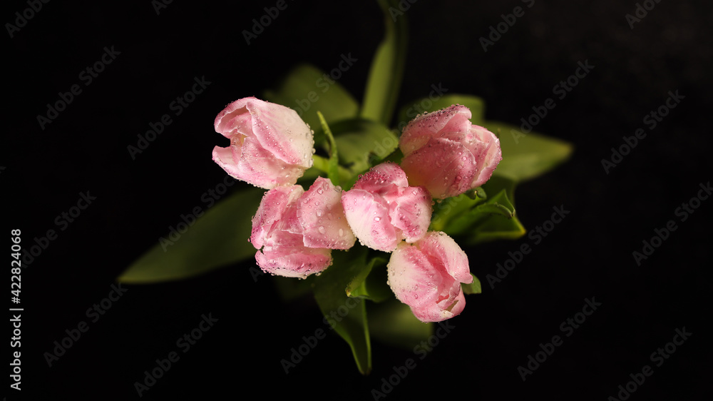 Bright pink white colorful tulips flowers blooming on dark background Bright pink white colorful tulips flowers blooming on dark background