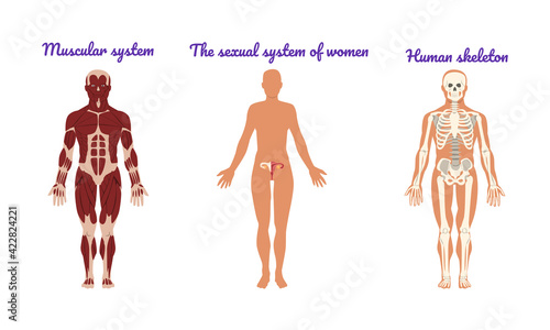 Main Human Body Systems with Muscular System and Human Skeleton Vector Set