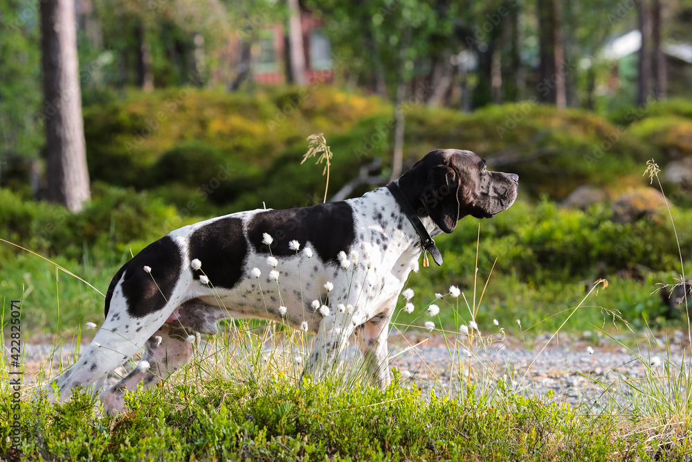 Dog english pointer