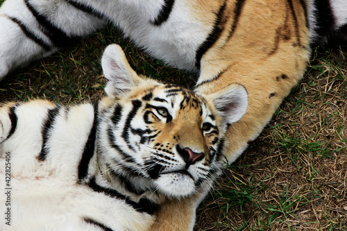 Fototapeta Naklejka Na Ścianę i Meble -  tiger cub
