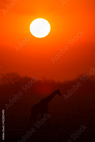 silhouette of giraffe in Etosha national park