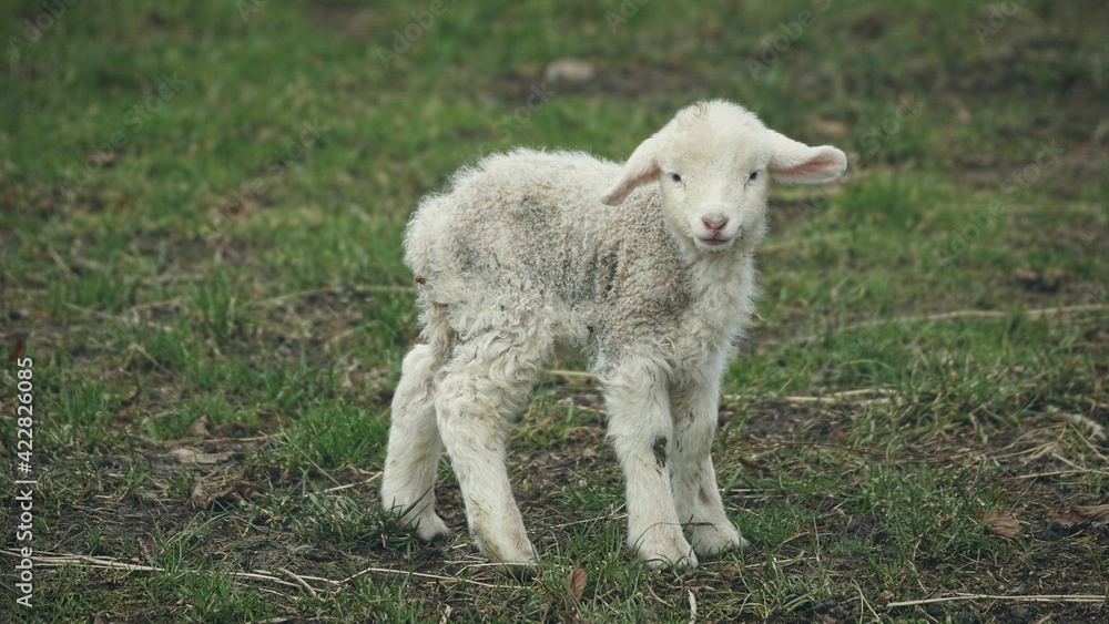 Naklejka premium Lamm: 