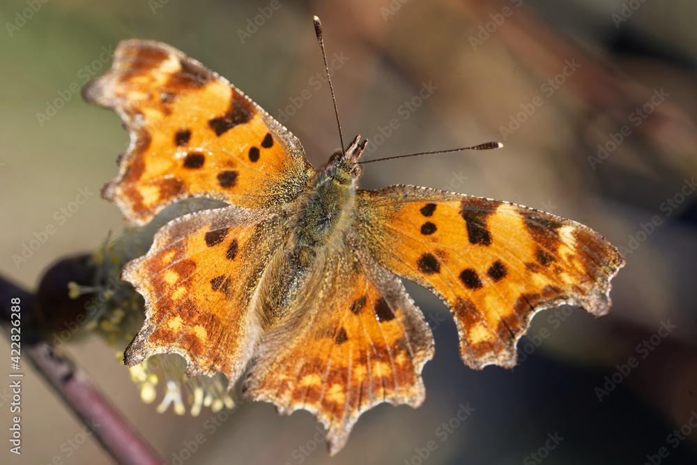 Obraz premium c-falter am weidenkätzchen