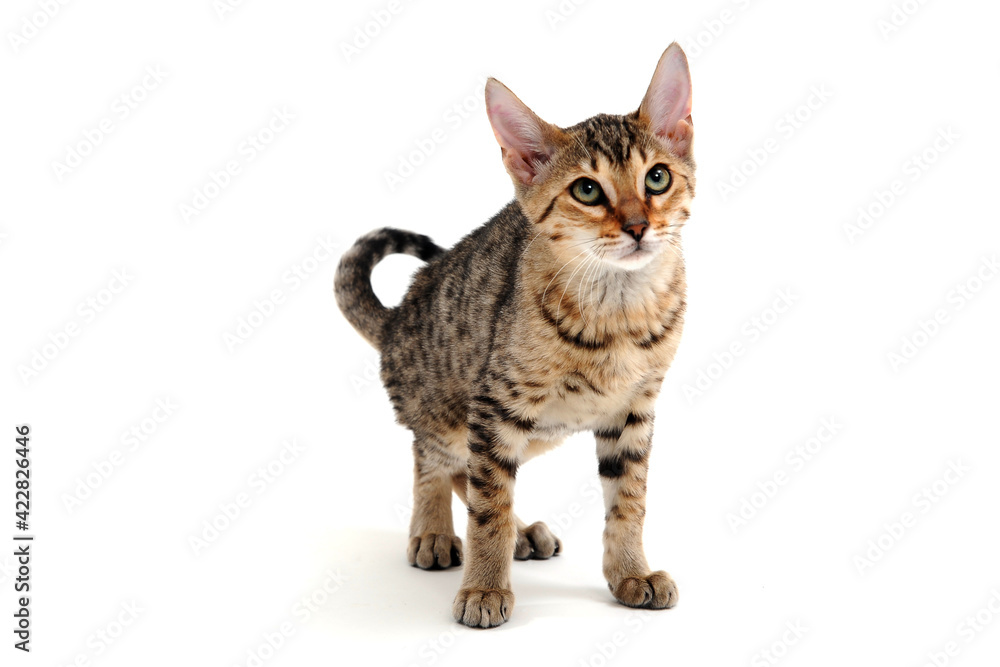 A spotted purebred smooth-haired cat stands on a white background