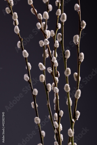 willow tree branches against darck background. Macro shot of pussy willow.