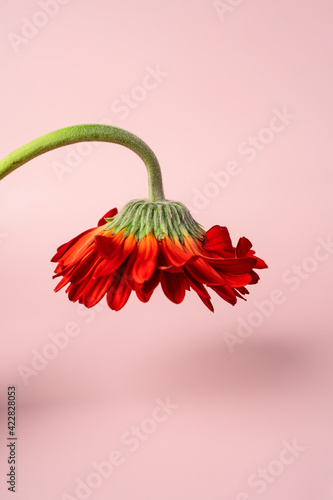Quadro em tela Wilting drooping red flower on a pink background, the concept of femininity