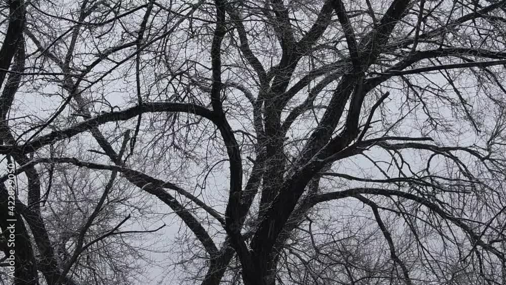 Tree under snowfall storm weather. Winter landscape with branches. Tree under snowfall storm weather. Winter landscape with branches.
