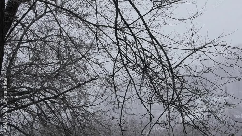 Tree under snowfall storm weather. Winter landscape with branches. Tree under snowfall storm weather. Winter landscape with branches.