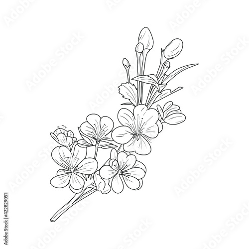 Blooming apple tree flowers, a detailed hand-drawn branch of apple tree blossom illustration.Vector romantic decorative flowering drawing. Objects isolated on white background. Stock Vector Illustrati © Ганна Микитюк
