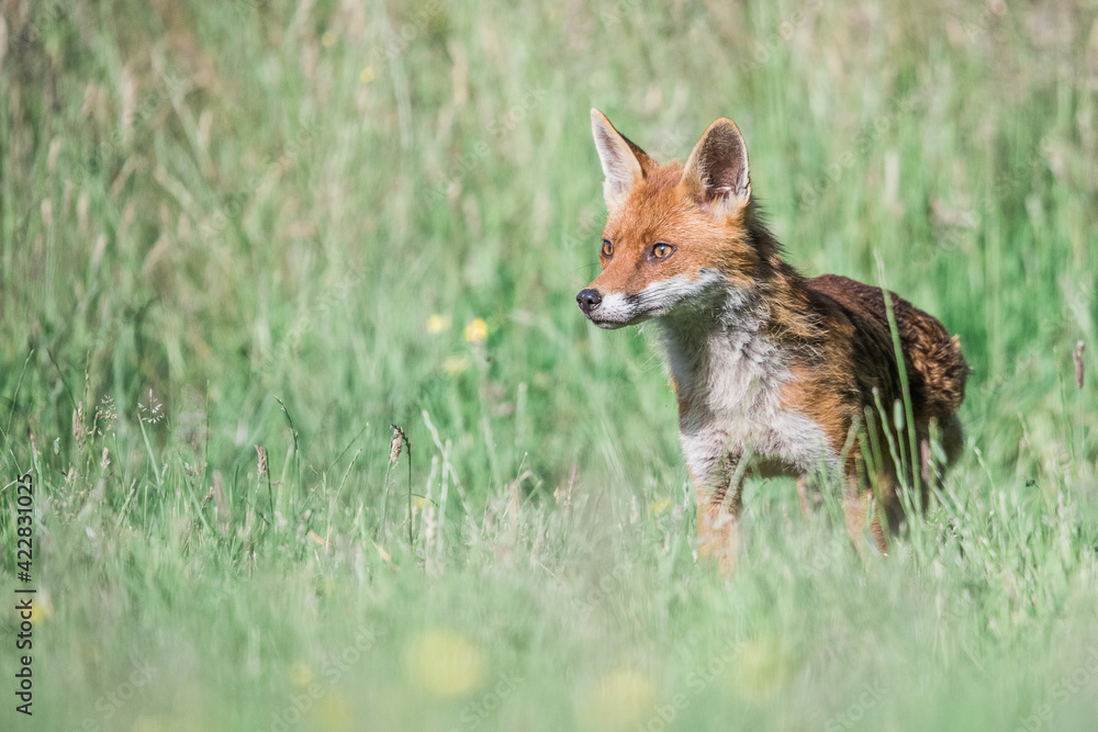 Fototapeta premium Red Fox in Grass Meadow