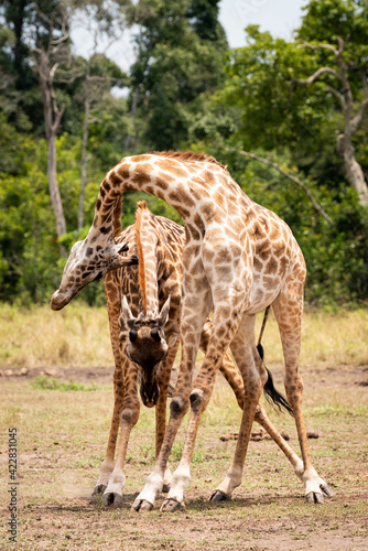 Photography Vertical shot of cute giraffes grazing in a field