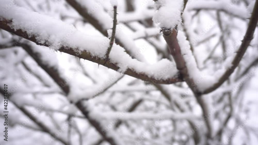 Snow falling on leafless tree branches in slow motion. winter christmas season background Snow falling on leafless tree branches in slow motion. winter christmas season background