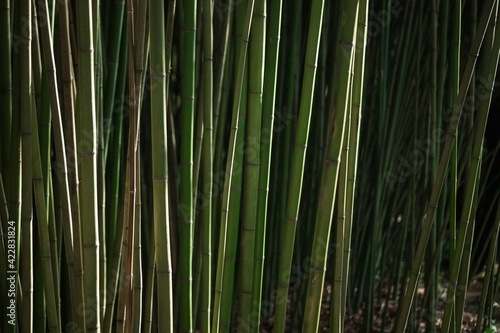 bamboo grows in a dense wall
