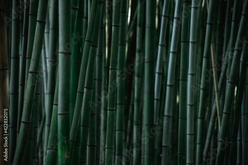 bamboo grows in a dense wall