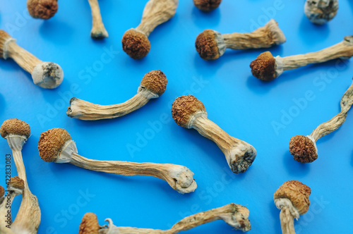 Pattern of dried psilocybin mushrooms on bright blue background. Psychedelic magic mushroom Golden Teacher. Medical usage. Microdosing concept. © Cannabis_Pic