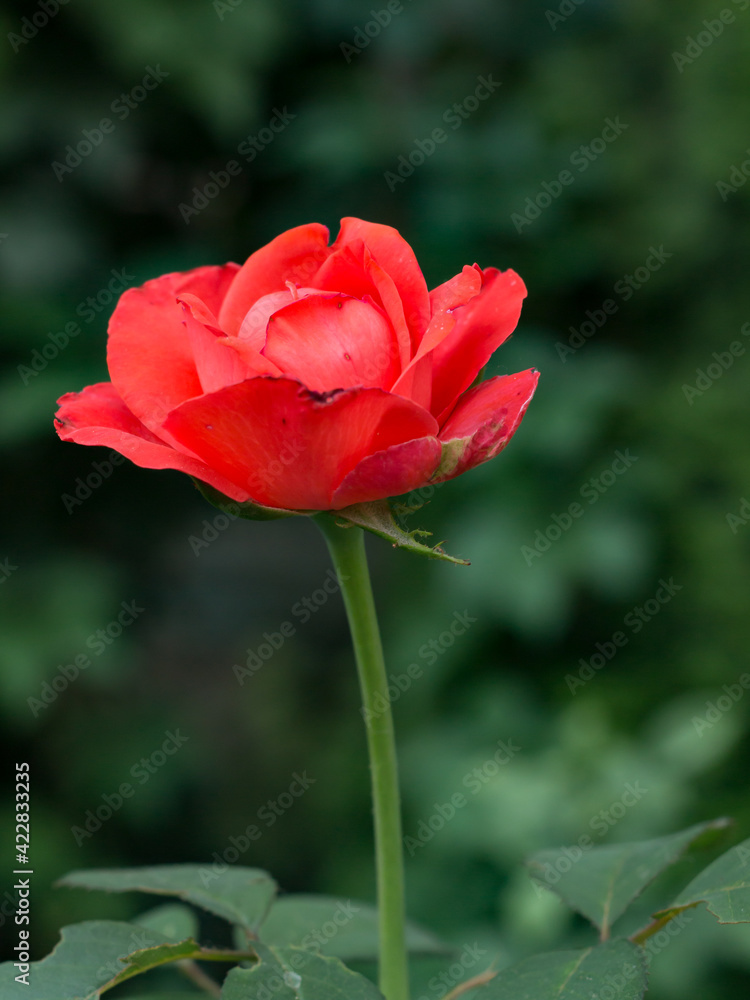 blossoming red rose on a green background
