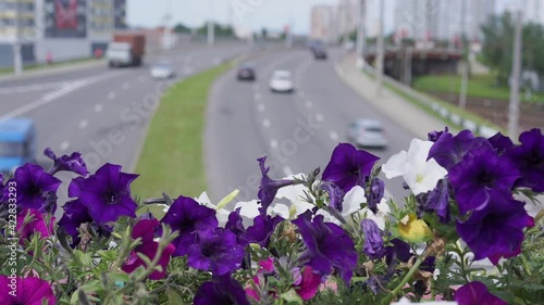 Top view on city road with automobile traffic with flowers on foreground. photo