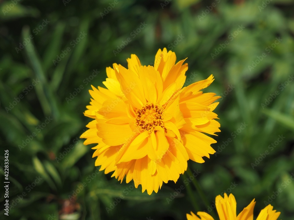 Beautiful yellow Sunray Tickseed, Coreopsis grandiflora 'Sunray' flower in Hungarian rural area Beautiful yellow Sunray Tickseed, Coreopsis grandiflora 'Sunray' flower in Hungarian rural area