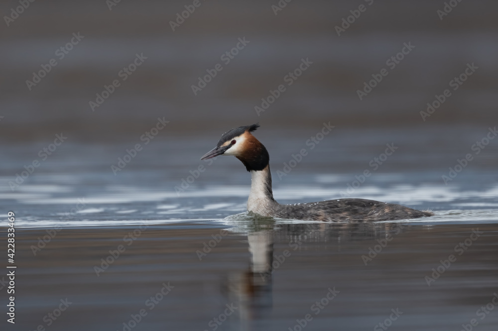 Fototapeta premium Crested grebe (Podiceps cristatus)