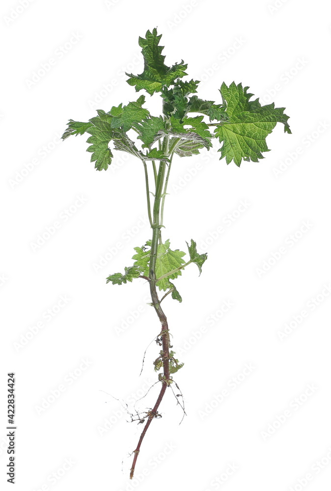 Young nettle plant with leaves, stem and root in spring isolated on white background, clipping path