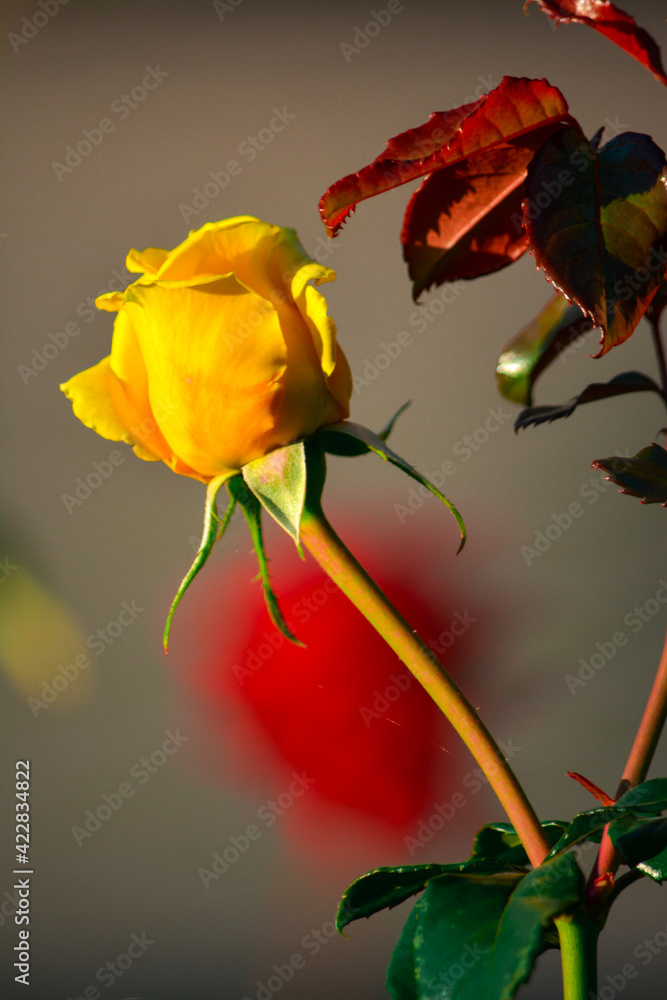 Obraz premium The Yellow Rose