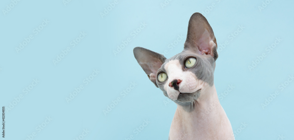 Portrait attentive sphynx cat begging food. isolated on blue background.