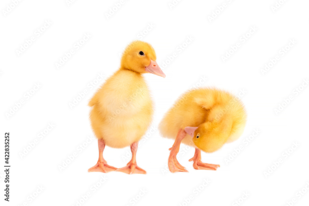 Two small ducklings stand on a white isolated background. Two small ducklings stand on a white isolated background.