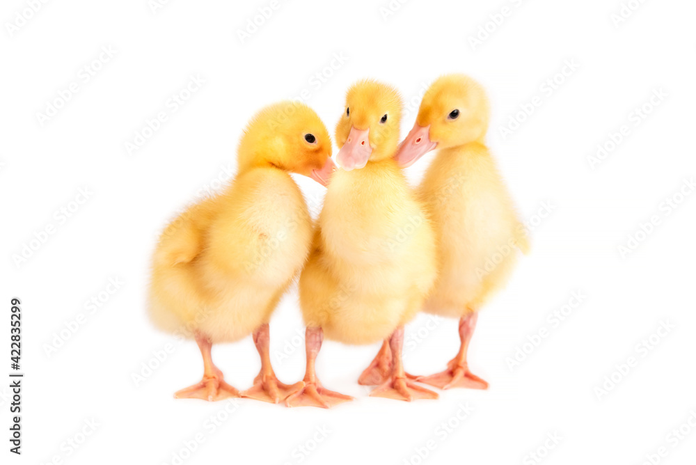 Three little ducklings huddled together on a white background. Three little ducklings huddled together on a white background.