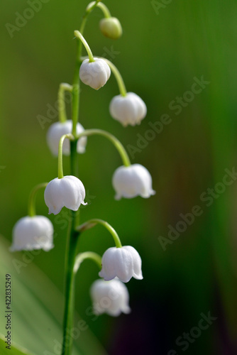 May lilies of the valley are a wonderful gift of spring