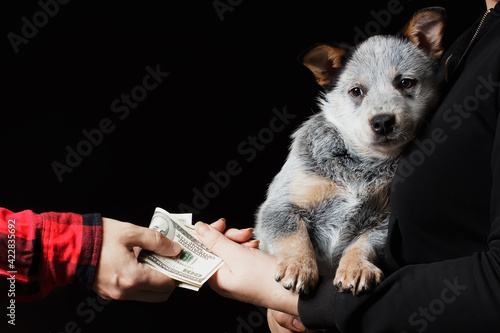 Sale or buy dog puppy scene. Animal trading. Black background. Blue Heeler breed. photo