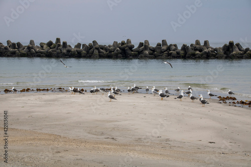 Helgoland Möwen auf Insel Düne © LegusPic