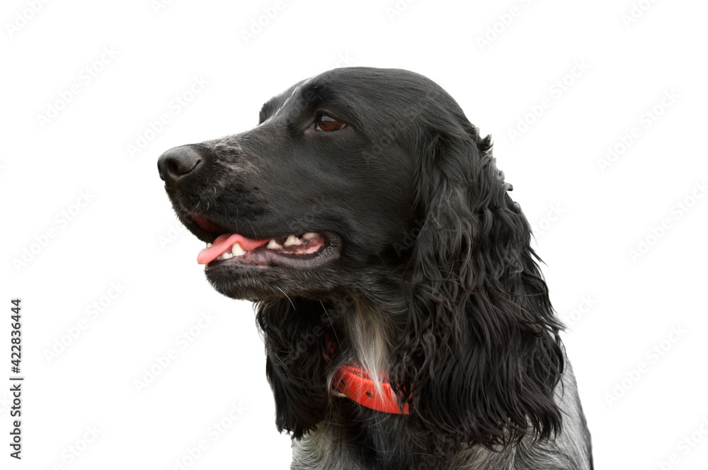 Portrait of white-black dog of a Russian spaniel on a white background. Hunting dog.