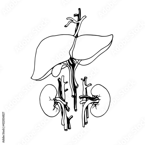 human liver and kidneys with blood vessels, organs of the urinary and circulatory system, vector illustration with black contour lines isolated on a white background in doodle and hand drawn style