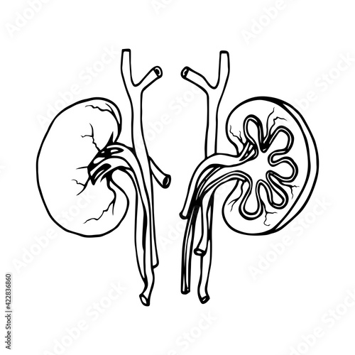 pair of human kidneys with blood vessels, the main organ of the urinary system, vector illustration with black ink contour lines isolated on a white background in doodle and hand drawn style