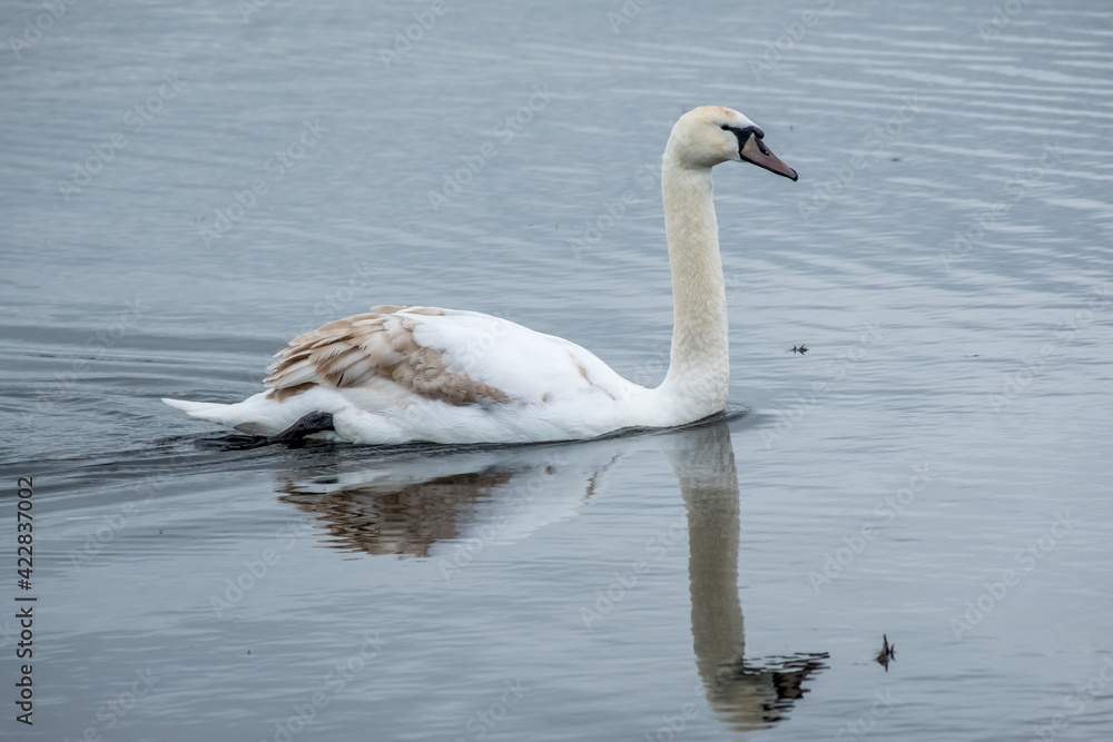 Fototapeta premium Mute Swans at RSPB Marshside, Southport. March 2021