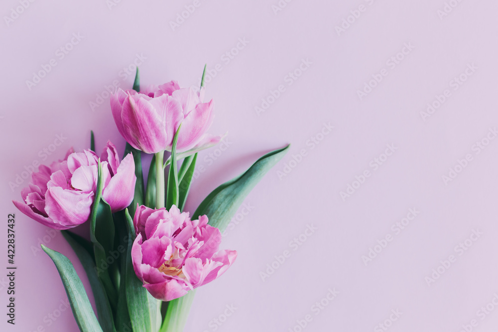 Tender violet tulips on pastel violet background. Greeting card for Women's day. Tender violet tulips on pastel violet background. Greeting card for Women's day.
